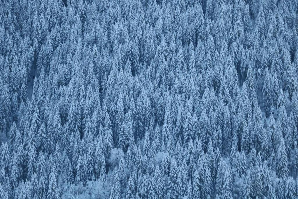 Chalet Morgane Grindelwald Dış mekan fotoğraf